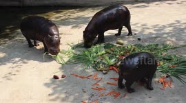 Pygmy hippo has cake made from fruits and vegetables for 12th birthday