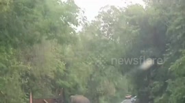 Hungry wild elephant stops vehicles 'like traffic officer at checkpoint' to search for food