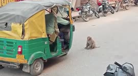 A monkey sitting in front of a auto on road in India