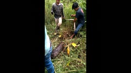 Locals catch 17-foot python suspected of preying on livestock in Indonesia