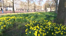Golden blooms of early daffodils celebrate the joy of spring in central London