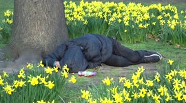 Sleeping away amidst the daffodils on a sunny afternoon in a London park