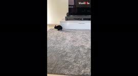 'Energetic bunny tries to improve its 'hopping' game 
'