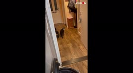 This cat's call for its owner sounds like a baby yelling 'hello'