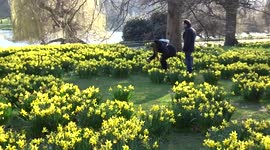 Visitors enjoy taking pictures of golden daffodils in early spring in a London park