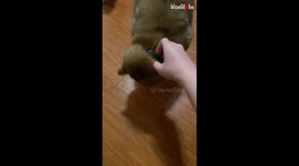 'Playful cats are confused and fascinated by their new laser collars '