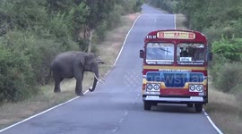 Elephant plays peekaboo with passers-by in Sri Lanka