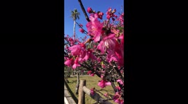 Bellflower cherry blossoms in Okinawa
