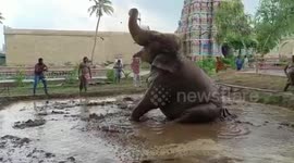 Playful elephant in India has time of its life coating itself in mud