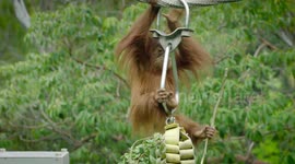 Orangutan playtime is so much fun to watch