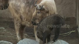 Takin’s don’t get much cuter than this baby