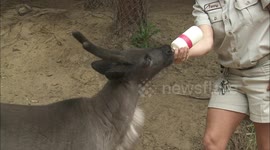 The adorable moment a baby reindeer gets boddle fed