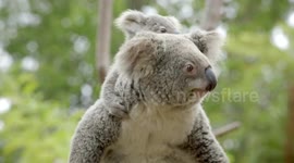 Meet ‘Burra’ or ‘Big Fella!’ This Adorable Koala Joey