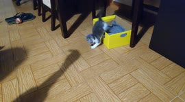 Little cat Snow playing with the shadow of a finger