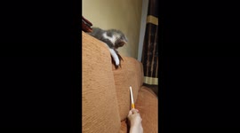 Little cat Snow playing with a pen and falling from the top of the couch