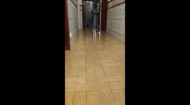 Little cat Snow playing hide and seek