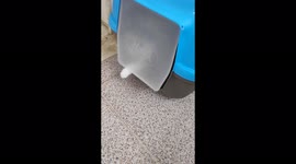 Little cat Snow learning to get out of his toilet
