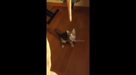 Little cat Snow playing with a fabric belt from my pajamas