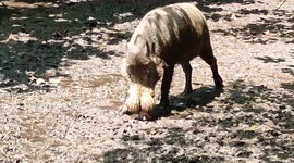 Big wild boar spotted casually eating food at countryside by car driver