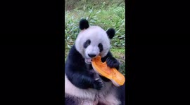 Heartwarming footage shows fluffy Panda eating pumpkin