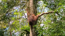 Wild orangutans feeding at Semenggoh wildlife centre, Borneo, Sarawak,Malaysia