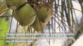 Amazing Health Benefits Of Coconut Water |The Perfect Hydrating Drink