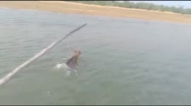 A deer rescued from deep river in northeastern India