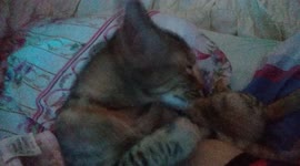 Cat sleeps and grooming itself beside the owners face at night.