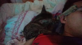 Cat sleeps and grooming itself beside the owners face.