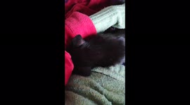 First days of Young Cat Mimi at her new home - Mimi looking for some petting