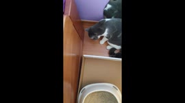 First days of Young Cat Mimi at her new home - Snow meets Mimi for the first time; they try to catch each other’s paw