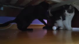First days of Young Cat Mimi at her new home – Mimi plays with a ping-pong ball under the bed, but Snow does not feel like playing yet