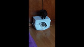 First days of Young Cat Mimi at her new home – Mimi and Snow play in a box, trying to hit each other