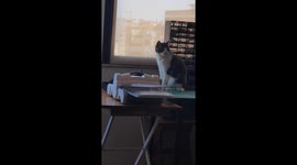 Cat Mimi and Cat Snow – Watching the view from the window and giving a bath to themselves and each other