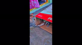 Cat mother playing with kitty