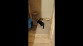 Cat Mimi – Playing with her food. She is wearing a protective funnel around her neck to prevent her from licking a wound in her back