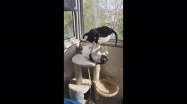 Cat Mimi and Cat Snow – Playing with each other on their cat playground
