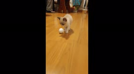 Little Cat Cuca – Playing with a styrofoam ball