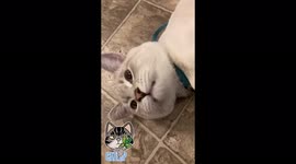 This is my cat Derek and it seems to be he’s found the catnip