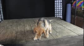 Dog photographer captures hilarious pictures of dogs trying to catch cubes of cheese