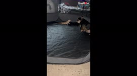 'Fiercely protective chihuahua JUST WON'T leave her bearded dragon BFF's side '