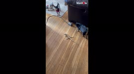 'Loyal chihuahua protects bearded dragon bestie from a bigger dog *BFF GOALS*'
