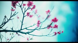 Bellflower cherry blossoms attract a honey bee in Okinawa, Japan