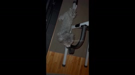 Cute miniature poodle named Sammy is barking and growling at a revolving fan in the gym because he thinks it’s an intruder