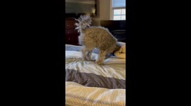Cute video of my dog Sammy crazily rolling around on the bed, itching his ears and doing his funny dog thing