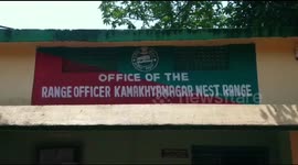 Rescue of a rare species animal in the world.The animal was rescued by the local forest department from Kamakshanagar in the east coast area of India.The animal came in search of water and was trapped in a local monastery.Upon hearing the news, the local