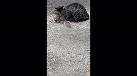 Cat Catching Squirrel running around with it just a cat's nature