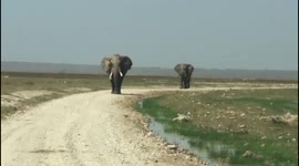 Gigantic Amboseli Elephants strolling gracefully toward tourists.