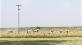 Amboseli GIANT elephant walking through a herd of zebras as we have lunch