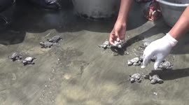 Consistent efforts taken by the forest department staffs in saving Olive Ridley turtle hatchlings are highly appreciated by turtle lovers.